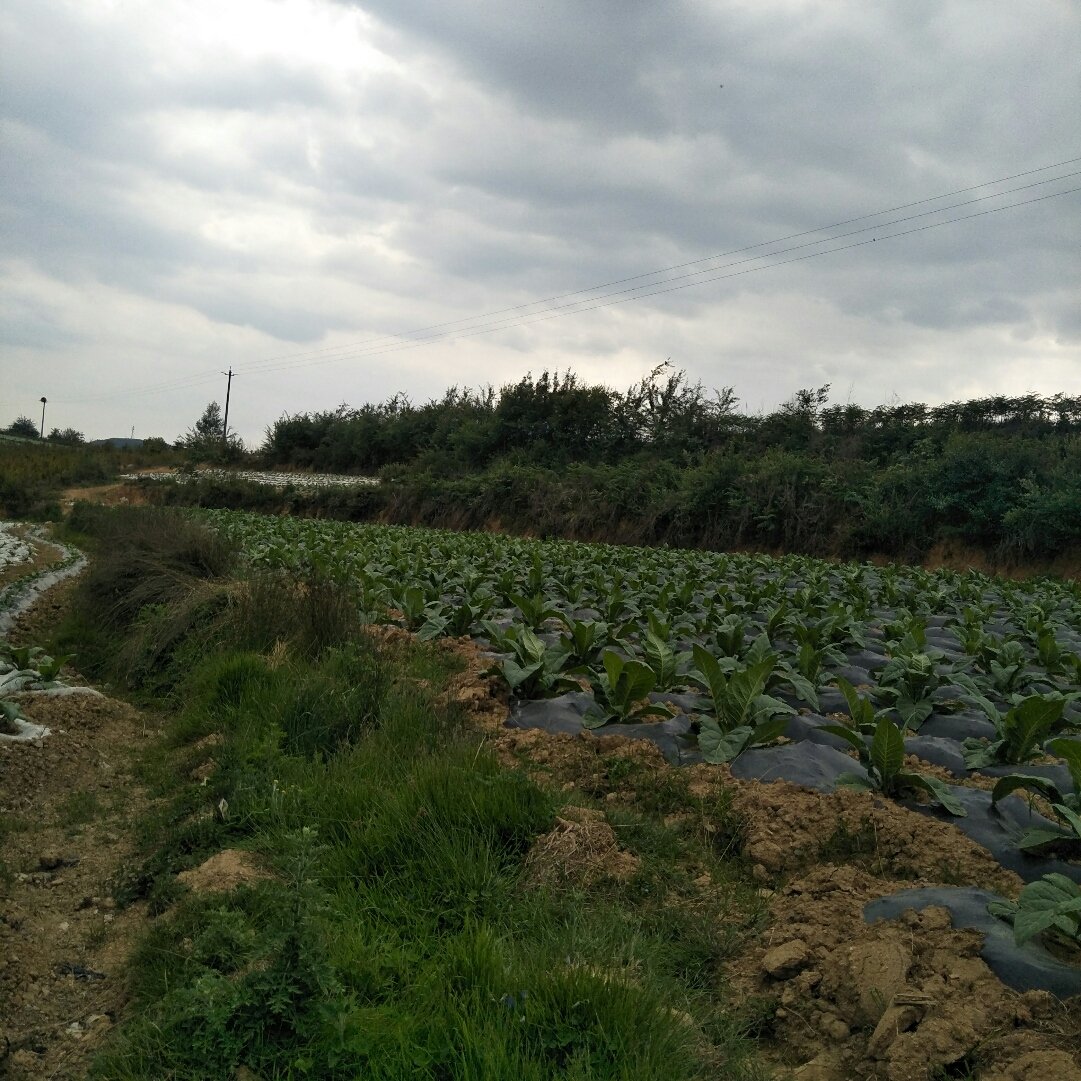 马牧池乡天气预报更新通知