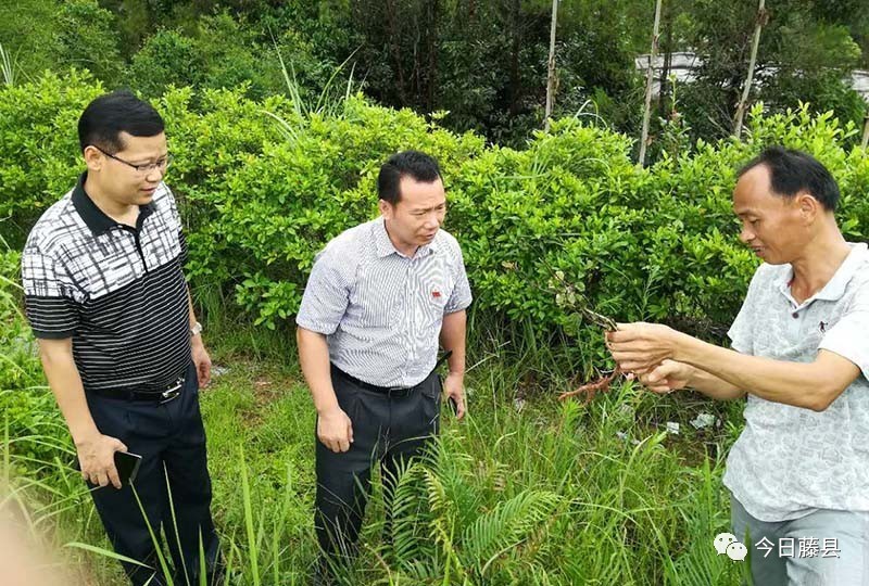 岭景镇领导团队引领未来，塑造新篇章