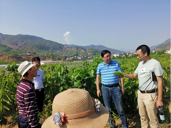 龙州县农业农村局新项目推动农业现代化，乡村振兴再添新动力